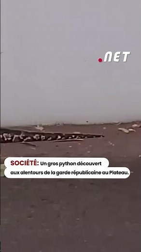 A large python discovered near the Republican Guard in Plateau