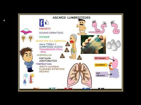 ASCARIS LUMBRICOIDES