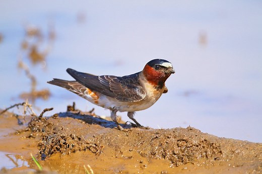Cliff Swallow vs Barn Swallow: ID Challenge