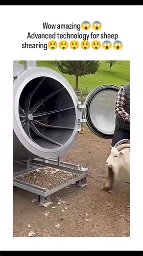 world 🌎🌍🌍 on Instagram: "The post features a 12-second video demonstrating an Australian-developed automated sheep shearing machine, where a farmer loads a sheep into a cylindrical device that removes wool in under 10 seconds, eliciting amazement from the Liverpool fan author. With 125,000 views and 55 replies in its first day, the video highlights growing interest in agrotech; replies praise efficiency gains, while one notes the machine also trims horns, per the author's confirmation. Real-w