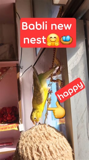 Budgie Babli Checking Her Nest in Happy Mood 😍 #Shorts