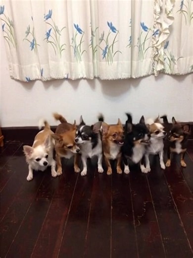 This adorable chihuahuas are up for rehoming #viral #petsoftiktok #puppy #chihuahua #petlover