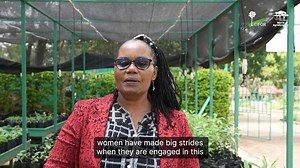 10K views · 13 reactions | While #biodiversity and tree genetic resources are important, #women are often underrepresented in this field. Environmentalists, such as Wangari Maathai, and her work in restoring forests and promoting conservation, are powerful examples of what women can achieve. Alice Muchugi ~ Theme Leader - Biodiversity and Trees Genetic Resources #InternationalWomensDay #InvestInWomen | CIFOR-ICRAF | Facebook