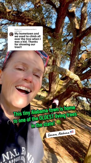 Geneva, Alabama is home to one of the largest and oldest live oak trees in the state! 🌳 Some history isn’t in a museum.. it’s rooted right in the ground! Definitely worth the stop! #gdayfromtheusa #tree #genevaalabama #oldtrees | G'DAY from the USA