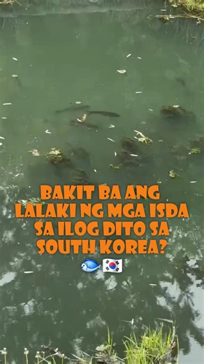 2M views · 30K reactions | BAKIT ANG LALAKI NG MGA ISDA DITO SA S KOREA?  #fishing #FactoryWorkerInSouthKorea #lifeinkorea #vacationvibes | Chingudul | Facebook