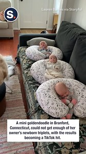 Watch as this adorable pup care for baby triplets! 🐶👶💖 | storyful