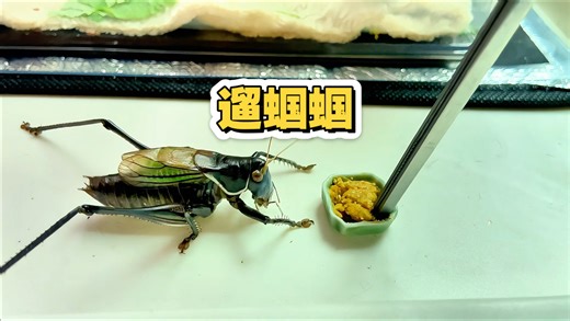 【昆虫饲养】遛猫遛狗的见多了，遛虫子蝈蝈的见过吗