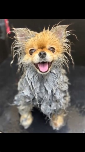 ✨ Mango Loves WildWash Magic Mud ✨ Groomed by Master Groomer Katie...