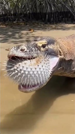 Komodo Dragon vs Puffer Fish Shocking Encounter“Built Different Fish Escapes Predator in Wild Moment