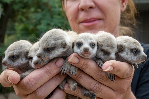 Baby meerkats at Tasmania Zoo | January 2025 | The Examiner