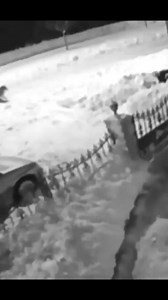 21K views · 129 reactions | Hungry wolves attack domestic dogs | Explore what's around you | Facebook