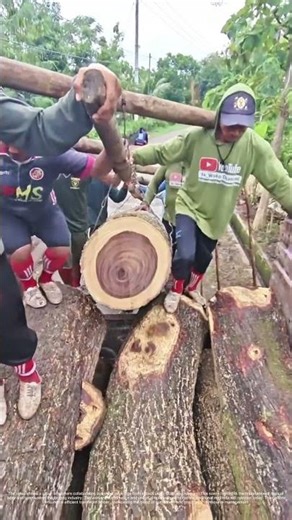 Lifting Logs: The Teamwork Behind Timber Transport