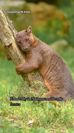 Fossa | Madagascar’s Silent Predator