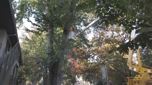 Sacramento plans to add more trees as it faces service-request backlog