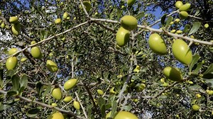 Argan tree branches with lots of green nuts. The Argan trees are cultivated for the famous Argan oil that is produced from the kernel of its nuts. 4k footage.