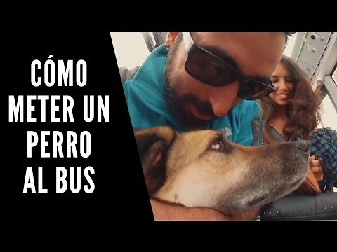 ¿CÓMO SUBIR UN PERRO AL AUTOBÚS?