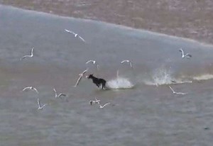 Video shows dog off lead chasing sea birds at nature reserve