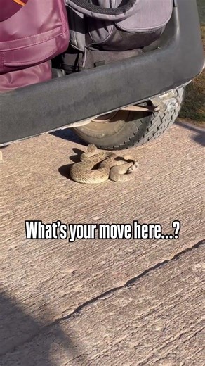 The cart music is spot on 🤣🐍