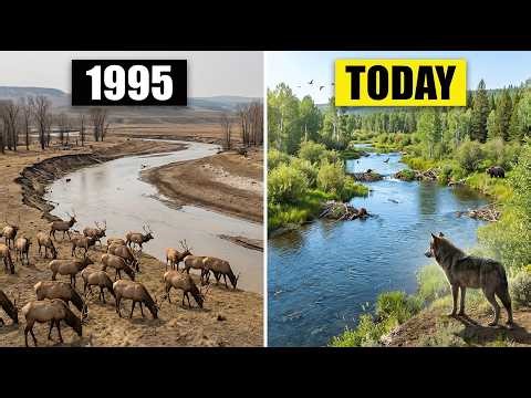 They Brought Wolves Back After 70 Years and Rivers Literally Changed Direction