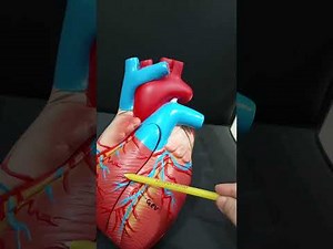 Coronary Arteries of the Heart: Supply Areas and Dominance Explained