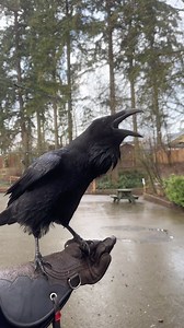 10K views · 2.8K reactions | Kyle’s chatting up a storm today (and every day )! ‍⬛ Ravens are incredibly vocal creatures, and it’s fascinating to hear all the different calls and sounds Kyle makes. Our chatty boy never fails to impress with his variety of sounds! - Morgan #Raven #kyletheraven #birdsofinstagram #islandraptors #birdsofprey #tourismcowichan #tourismvictoria #explorebc #raptors #getcloser #cowichanvalley #explorebcnow | The Raptors | Facebook