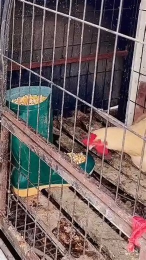 This idea came from my son. Now we can go out without worrying about the chickens being hungry. #Children #Invention #Funny #Happy #littleyangshow #fblifestyle | Little Yang Show