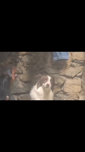 19K views · 254 reactions | Chill  | Dogs | Facebook