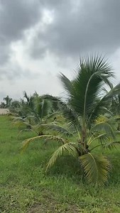 Coconut farming is a long-term goldmine. With proper care, one hybrid coconut tree can produce up 60-200 nuts per year for over 60 years. From coconut water and oil to shell crafts and coir, every part is profitable. We sell quality Hybrid Coconut Seedlings and other viable seedlings. Start once, earn for decades. #CoconutFarming #AgriBusiness #LongTermWealth #MiaKiaFarms #sustainablefarming #farming #agriculture #farm #nigeria #livestock #farmlife #nigerians #agribusiness | Felix Abe