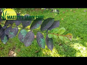 Quick Tip about Black Mold on Crape Myrtles