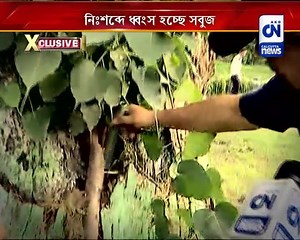 1.6M views · 6.2K reactions | The nature is being destroyed by the application of chemicals #tree #nature #tree #destroy #apply #chemicals #kestopur | Calcutta News | Facebook