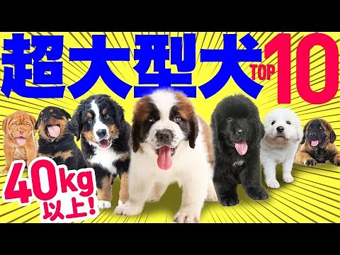 【English subtitles】10 Most Popular giant Dog Breeds in Japan in 2023