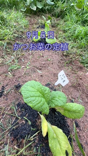 かつお菜の定植 #家庭菜園#高菜#かつお菜