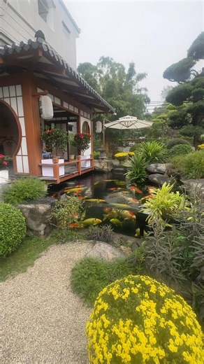 A stunning Japanese garden koi pond featuring a crystal-clear side viewing window #koi #carp #pond