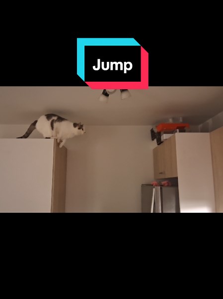 Le chat acrobatique qui fait des sauts impressionnants