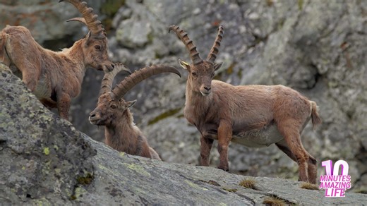 Alpine ibex carefully balancing on a rocky cliff