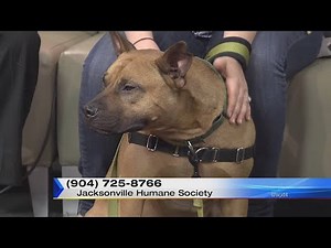 Critter Corner dog up for adoption