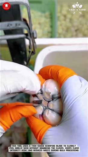 Garlic Peeling Scraper: Precision Skin Removal for Clean Cloves