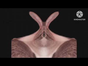 Baby Mozart (2010) Discovery Kit Animal Faces Blind In Blind Major