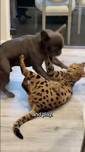Exotic Cats : Bengal vs Savannah suitable for you? #pets #cat #bengalcat #savannahcat