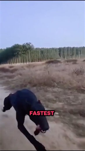 Top 5 Fastest Animal On Earth
