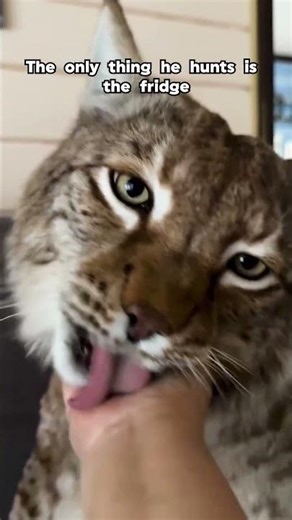 Fat fluffy lynx living his best life — absolute unit 🦁😂 #lynx #bigcat #catfunny