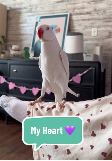 Pickle the Indian Ringneck Parrot: My Heart's Delight