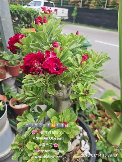2️⃣0️⃣2️⃣6️⃣年1️⃣🈷️️1️⃣4️⃣日🐍 🌸🌹看你对我笑了。 Adenium Obesum #富贵花 🌸 #iwishMiniGarden #iwishMiniPlant