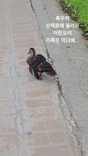 흰뺨검둥오리 ☆☆☆ 불어난 물때문일까 아직은 어린오리 !!! 산책로 위에 올라왔다 !!! 비틀 거리는 어린오리 가족을 찾을수 있을까 .