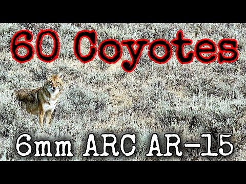 60 Coyotes Down 6mm ARC AR-15 Suppressed (EPIC DAYTIME HUNTING)