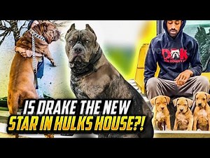 will HULK son drake become the new KING of ddk?