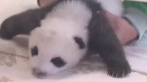 One of the cubs will stay with mum Meng Meng, while the second cub will be visible to the public one hour a day.