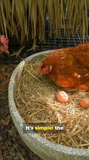 Brown Eggs vs White Eggs: Which Is Actually Healthier? 🥚