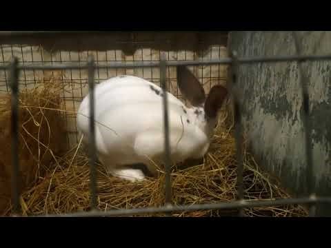 My rex rabbit building a nest for her babies!!!#rabbit #bunny #cute #babybunny