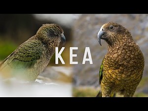 Kea - Iconic New Zealand Alpine Parrot